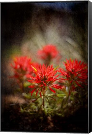 Framed Desert Flower 1 Print