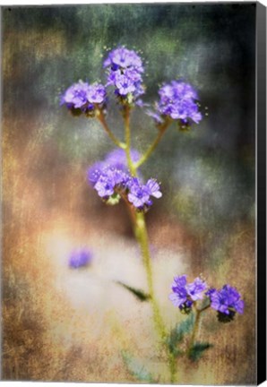 Framed Desert Flower 2 Print