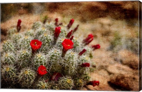 Framed Desert Flower 3 Print
