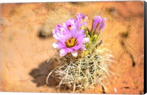 Framed Desert Flower 4 Print