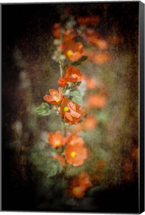 Framed Desert Flower 5 Print