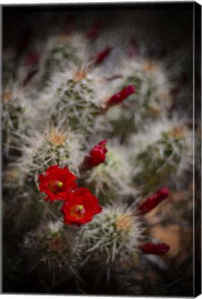 Framed Desert Flower 6 Print