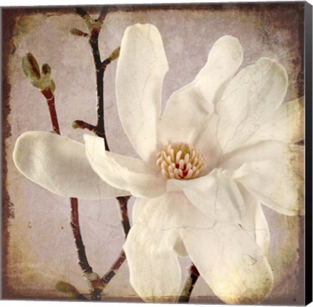 Framed Paper Magnolia Closeup Print