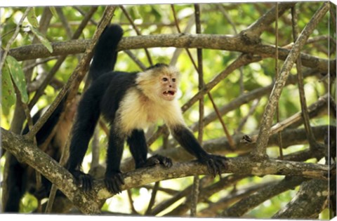 Framed White-faced Capuchin Monkey, Costa Rica Print