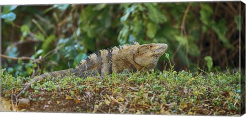 Framed Iguana, Costa Rica Print