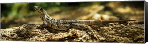 Framed Iguana on Log, Costa Rica Print