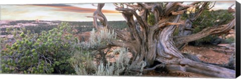 Framed Tree at Betatakin Cliff Dwellings, Arizona Print