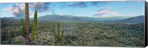 Framed Cardon Cactus, Baja California Sur, Mexico Print