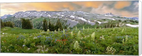 Framed Wildflowers along the Death Canyon Shelf, Grand Teton National Park, Wyoming Print