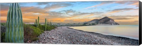 Framed Cardon Cacti on the Coast, Bay of Concepcion, Sea of Cortez, Baja California Sur, Mexico Print