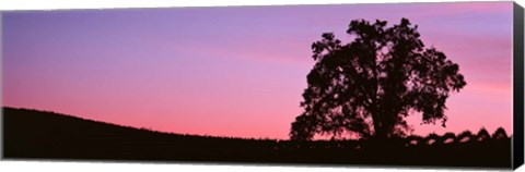 Framed Silhoutte of Oaktree in Vineyard, Paso Robles, California Print