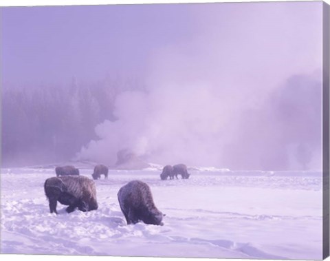 Framed Bison Grazing in Snow, Yellowstone National Park, Wyoming Print