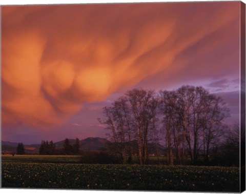 Framed Clouds in the Evening Light, Skagit Valley, Washington Print