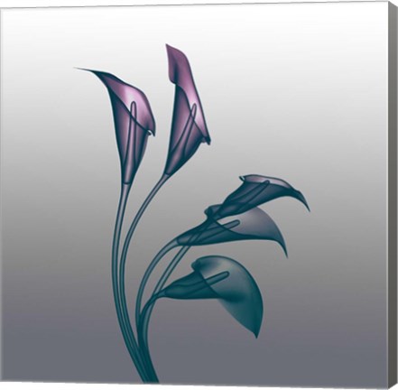 Framed Ombre Calla Lilies X-Ray Print