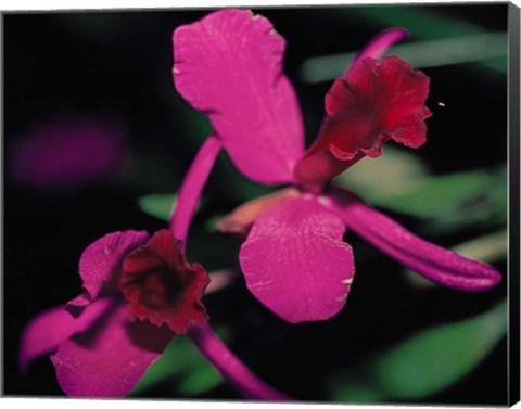 Framed Magenta Orchid, Fiji Print