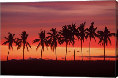 Framed Palm Trees and Sunset, Queens Road, Fiji Print