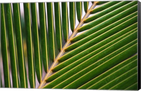 Framed Palm, Fiji Print
