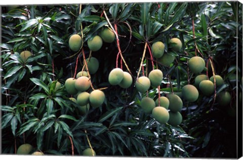 Framed Mangoes, Fiji Print