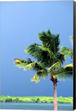 Framed Palm Tree, Denarau Island, Fiji Print