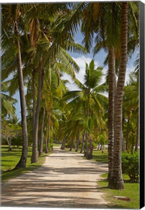 Framed Avenue of Palms, Musket Cove Island Resort, Malolo Lailai Island, Mamanuca Islands, Fiji Print