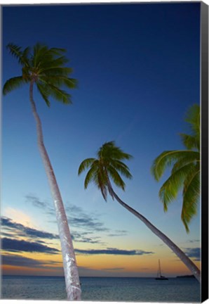 Framed Palm trees at Plantation Island Resort, Fiji Print