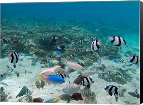 Framed Tropical Fish, Malolo Lailai Island, Fiji Print