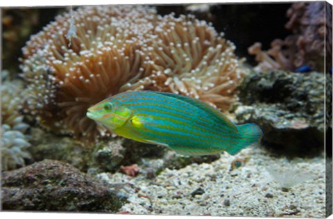 Framed Chainlined wrasse fish, Kula Eco Park, Viti Levu, Fiji Print