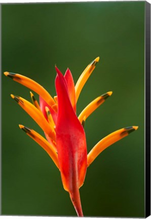 Framed False Bird-Of-Paradise Flower (Heliconia psittacorum), Nadi, Viti Levu, Fiji Print
