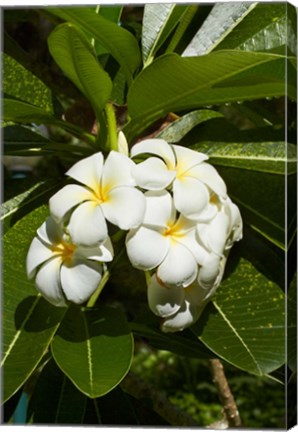 Framed Frangipani flowers (Plumeria), Nadi, Viti Levu, Fiji Print