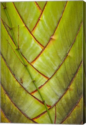 Framed Palm flora, Coral Coast, Viti Levu, Fiji Print