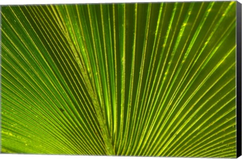 Framed Palm frond, Fiji Print