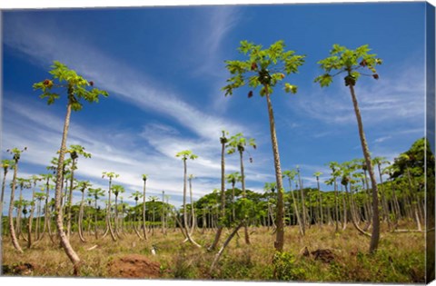 Framed Pawpaw (papaya) plantation,  Fiji Print