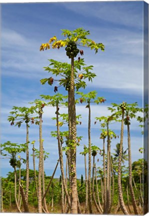 Framed Pawpaw (papaya) plantation, Lower Sigatoka Valley, Sigatoka, Coral Coast, Viti Levu, Fiji Print