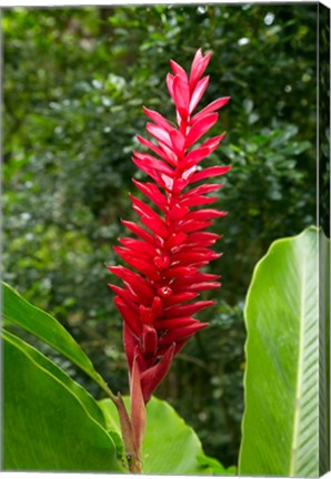 Framed Red Ginger Flower (Alpinia purpurata), Fiji Print