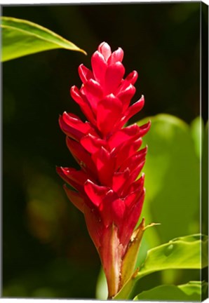 Framed Red Ginger Flower (Alpinia purpurata), Nadi, Viti Levu, Fiji Print