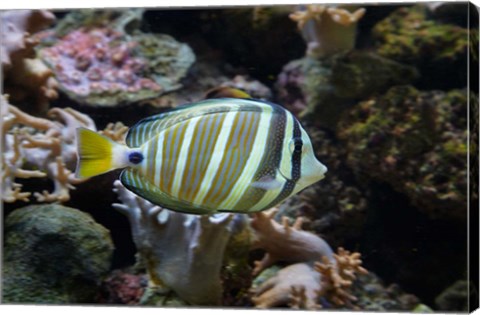 Framed Sailfin tang fish, Kula Eco Park, Viti Levu, Fiji Print