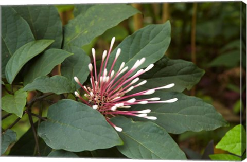 Framed Tropical flower, Coral Coast, Viti Levu, Fiji Print