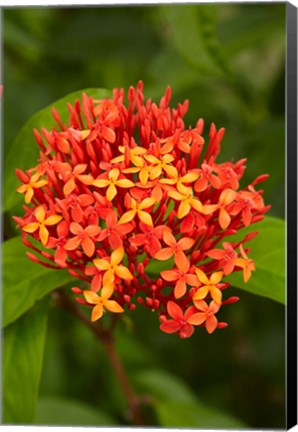 Framed Tropical flower, Fiji Print