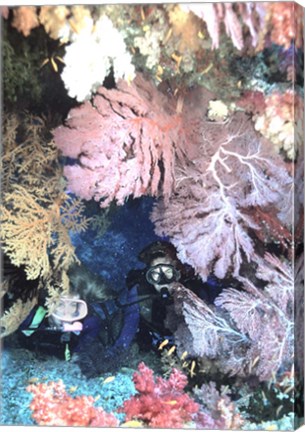 Framed Diver Peers Out From Crevice, Flanked by Brilliant Sea Fans and Soft Corals, Fiji, Oceania Print