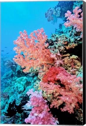 Framed Colorful Sea Fans and other Corals, Fiji, Oceania Print