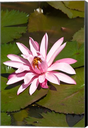 Framed Fiji, Viti Levu Island Water lily flower Print