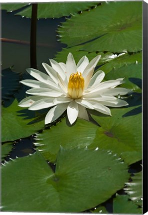 Framed Fiji, Water lily flower Print