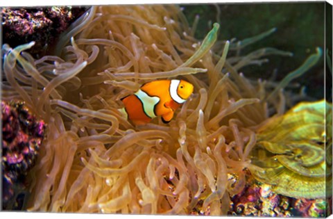 Framed Close up of a Clown Fish in an Anemone, Nadi, Fiji Print