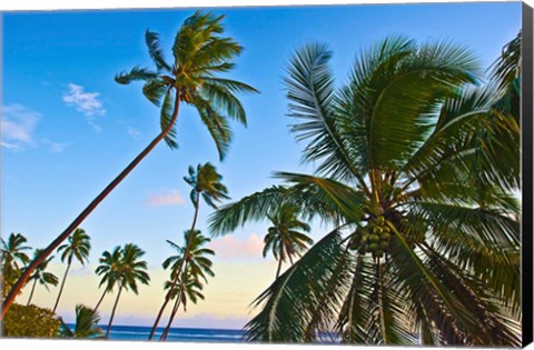 Framed Nanuku Levu, Fiji Islands palm trees with coconuts, Fiji, Oceania Print