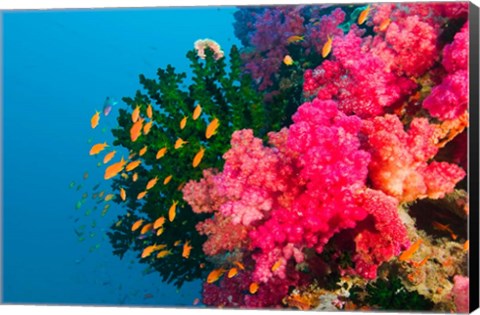 Framed Multicolor Soft Corals, Coral Reef, Bligh Water Area, Viti Levu, Fiji Islands Print