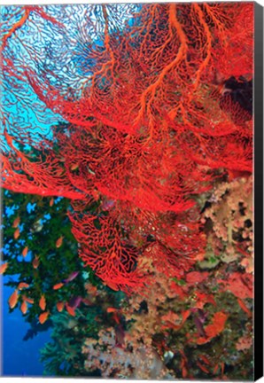 Framed Gorgonian Sea Fan, Fairy Basslets fish, Fiji Print