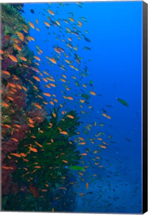 Framed Shoal of Fairy Basslet fish, Viti Levu, Fiji Print