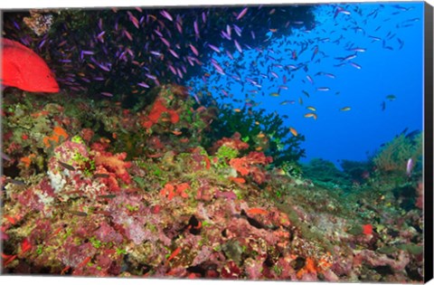 Framed Coral Cod and Anthias fish, Viti Levu, Fiji Print