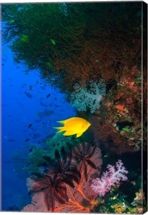 Framed Yellow Damsel, Gorgonian sea fan, Fish, Fiji Print