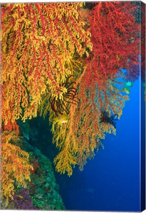 Framed Gorgonian Sea Fan, Marine life, Viti Levu Fiji Print